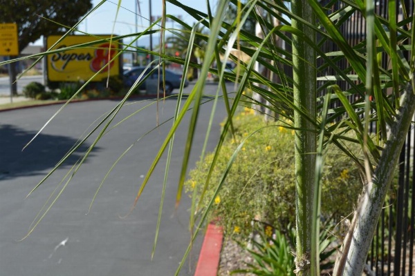 Super 8 by Wyndham Salinas image 9